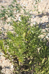 Tournefortia sibirica