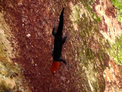 Gonatodes albogularis