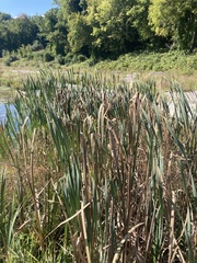 Typha latifolia