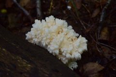 Hericium americanum