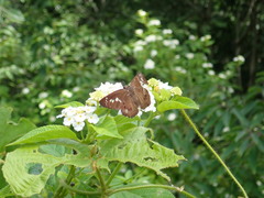 Seseria formosana
