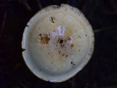 Hygrophorus chrysodon