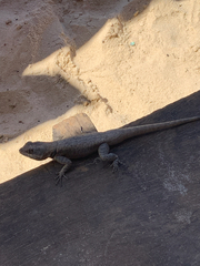 Tropidurus