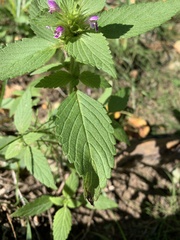 Galeopsis