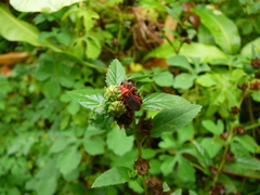 Dysdercus suturellus