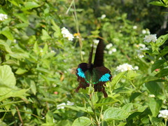 Papilio hermosanus