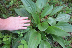 Arnoglossum plantagineum