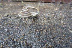 Tropidoclonion lineatum