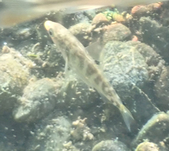 Gasterosteus aculeatus