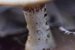 Hygrophorus chrysodon