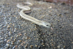 Tropidoclonion lineatum