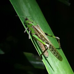 Locusta migratoria cinerascens