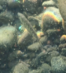 Gasterosteus aculeatus