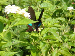Papilio hermosanus