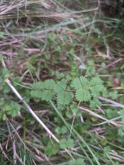Sanguisorba minor