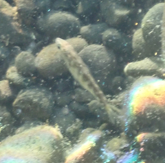 Gasterosteus aculeatus