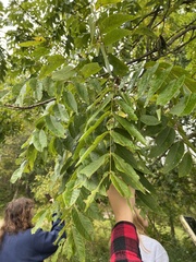Juglans nigra