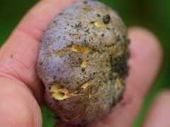 Cortinarius traganus