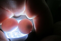 Hemidactylus turcicus