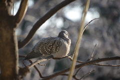 Patagioenas maculosa