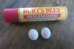 Hemidactylus turcicus