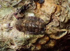 Rhyssoplax olivacea