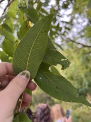 Juglans nigra