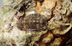 Rhyssoplax olivacea