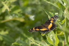 Chlosyne lacinia adjutrix