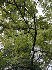 Juglans nigra