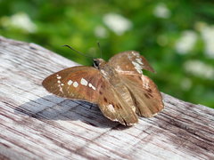 Seseria formosana