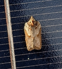 Acleris busckana