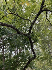 Juglans nigra