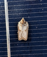Acleris busckana