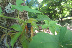 Magicicada cassinii