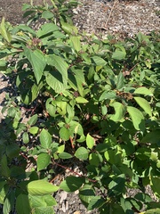 Cornus sericea