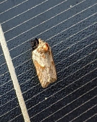 Acleris busckana