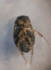 Berosus