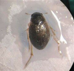 Berosus