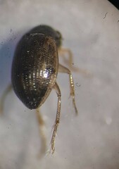 Berosus