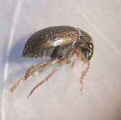 Berosus