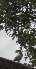 Stilpnia peruviana