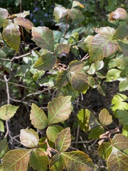 Rhus aromatica