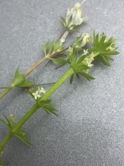 Galium verrucosum