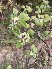 Cornus sericea