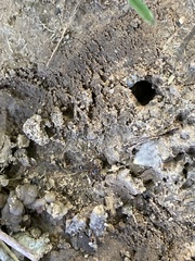 Tetramorium immigrans