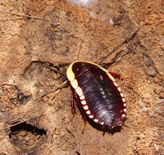 Cosmozosteria bicolor