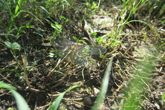 Arigomphus submedianus