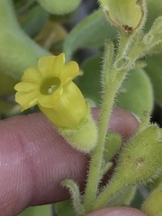 Nicotiana rupicola