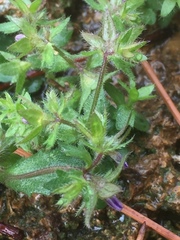 Legousia hybrida